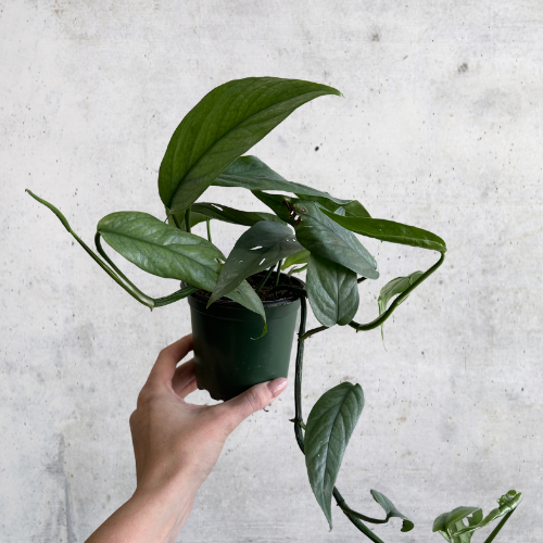 Pothos Cebu Blue