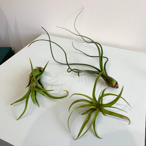 Air Plant-Tillandsia Capitata Peach