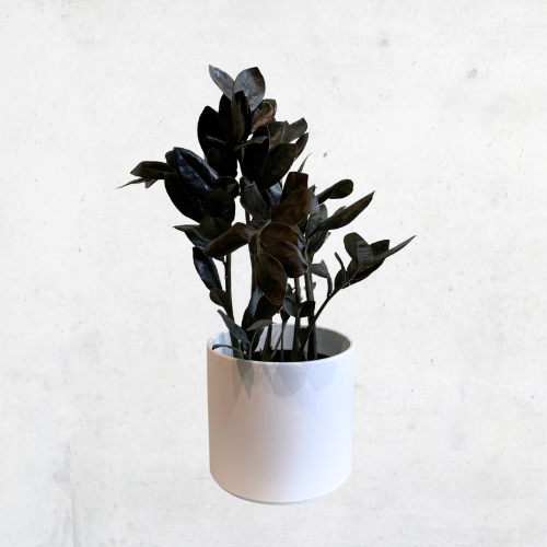 ZZ Raven w/Ash Pot White