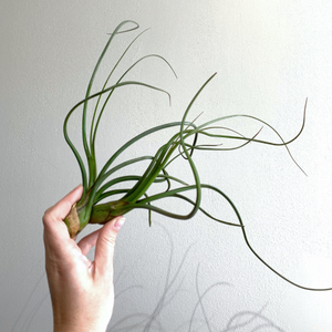 Air Plant- Tillandsia Bailey II XL