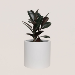 Burgundy Rubber Plant 10in