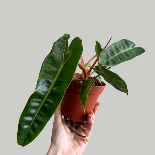 Philodendron Billietiae