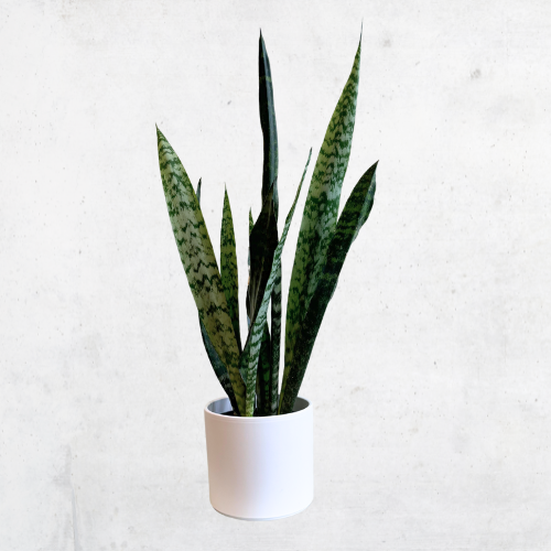 Snake Plant w/Ash Pot White