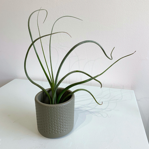 Air Plant- Tillandsia Bailey II XL