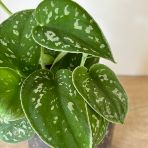 Satin Pothos Silvery Anne 4in