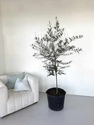 Olive Tree Large, Arbequina 6-7ft
