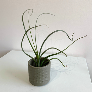 Air Plant- Tillandsia Bailey II XL