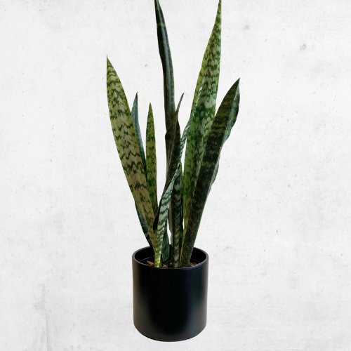 Snake Plant w/Ash Pot Black