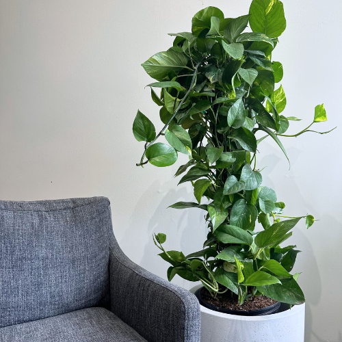 Pothos on Pole