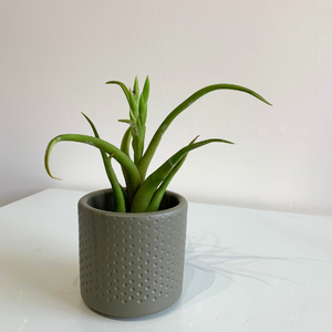 Air Plant - Tillandsia Caput Medusae