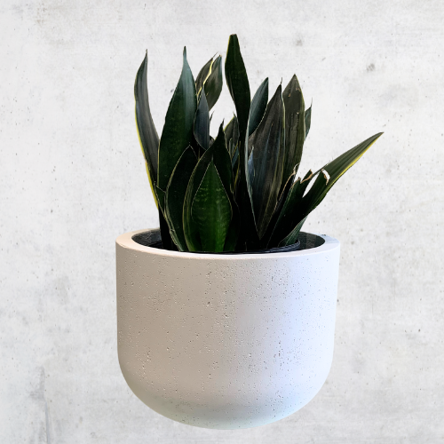 Snake Plant - Sansevieria Fabi Superba