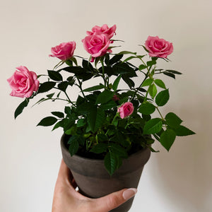 POTTED ROSE