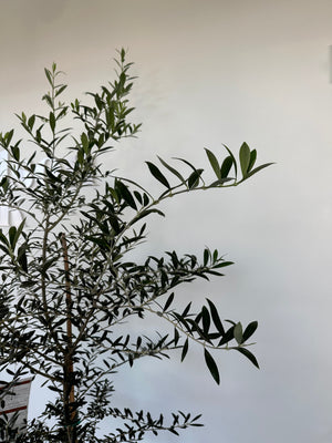 Olive Tree Large, Arbequina 6-7ft