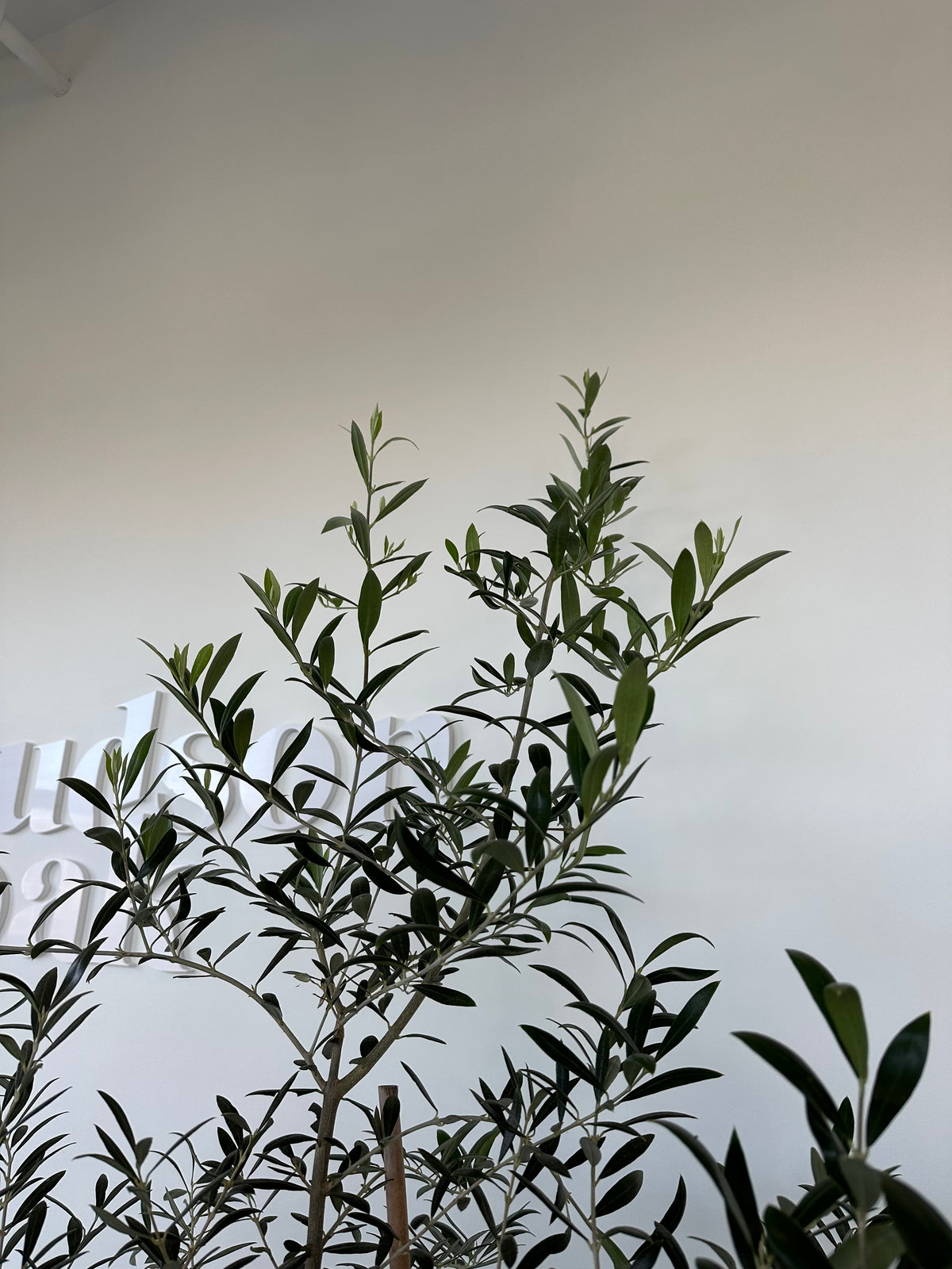 Olive Tree Large, Arbequina 6-7ft