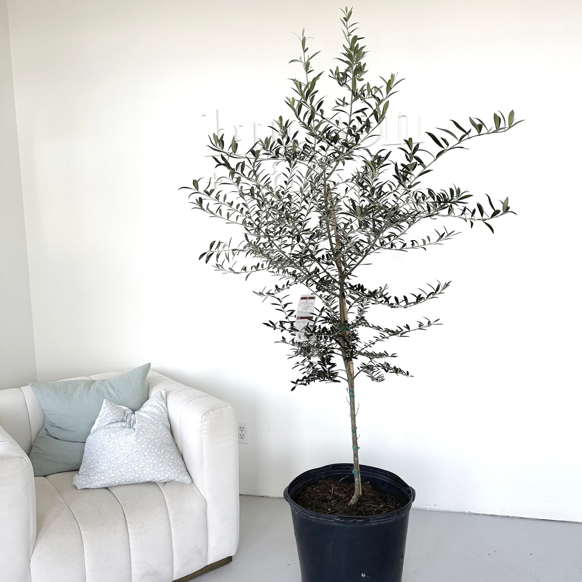 Olive Tree Large, Arbequina 6-7ft