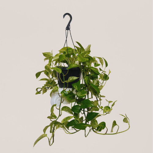 Pothos Marble Queen 6in