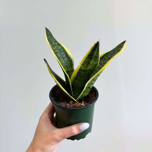 Snake Plant Futura 4in