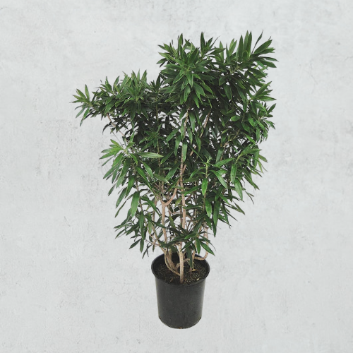 Dracaena Medusa - Anita 6ft