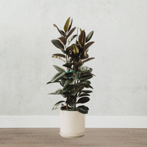Burgundy Rubber Plant 10in