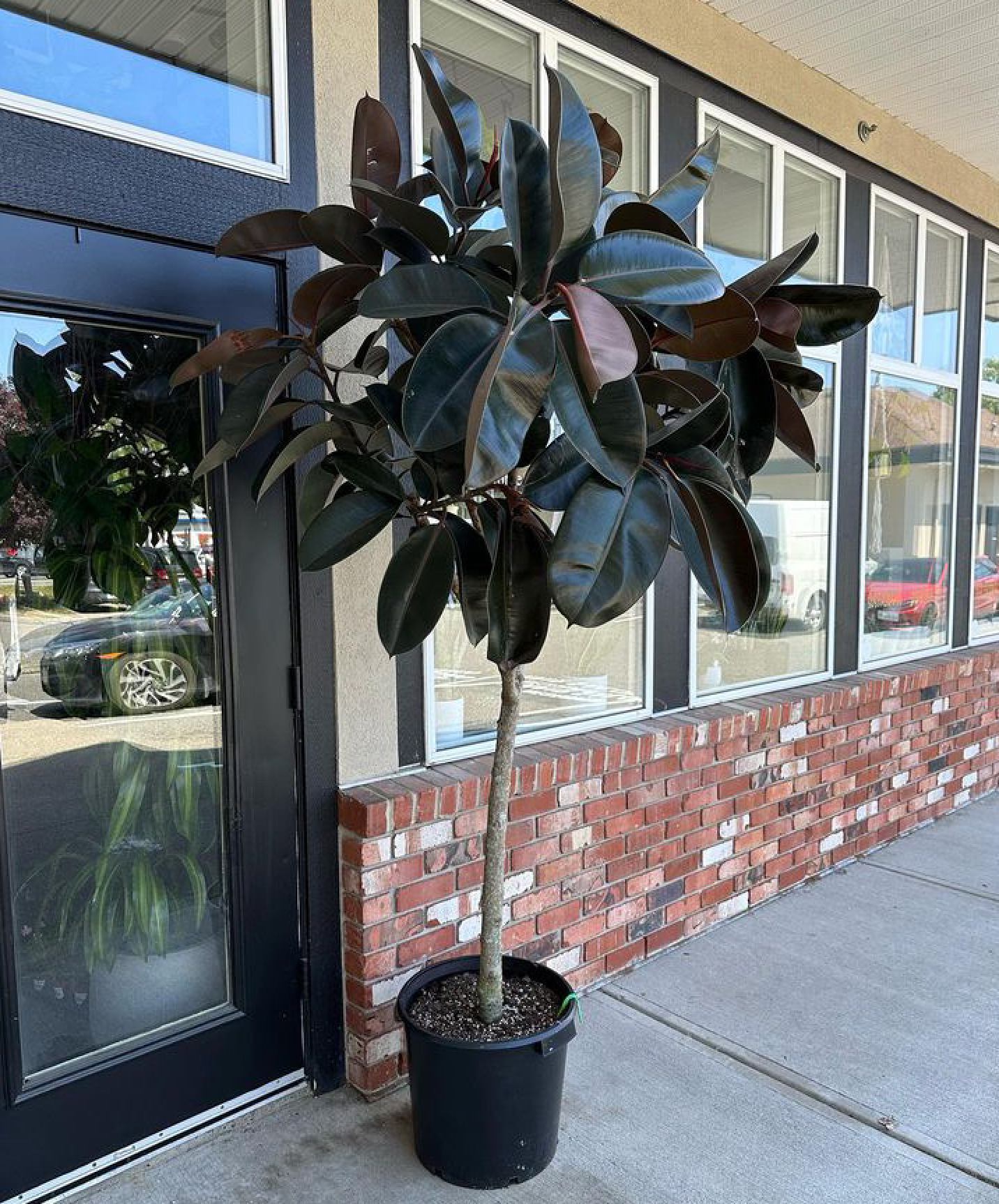 Burgundy Rubber Tree 8ft