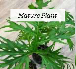 Philodendron Warscewiczii