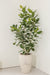 Ficus Audrey 12in