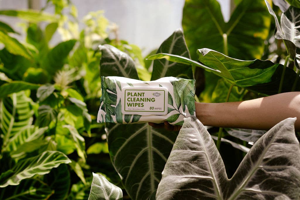 Houseplant Cleaning and Dusting Wipes