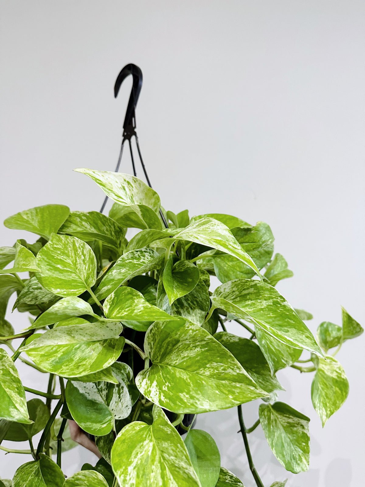 Golden Pothos 6in