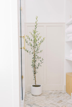 Olive tree in bathroom