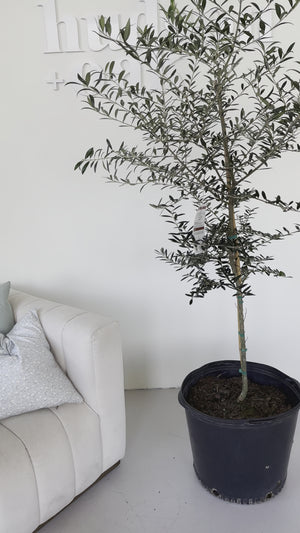 4-5 Year Old (Approx. 3.5-5 Ft) Arbequina Olive Tree