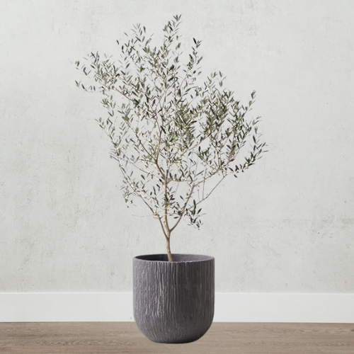 Large Spanish olive tree in decorative black pot.