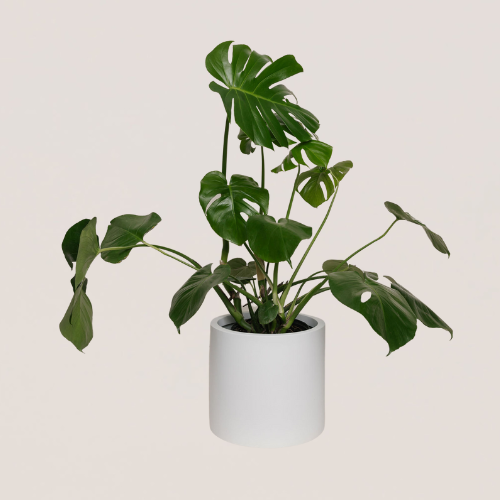 Monstera 6in