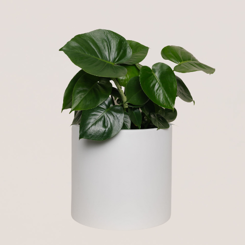 Monstera 6in