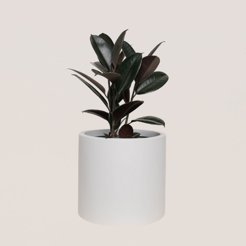 Burgundy Rubber Plant 8in