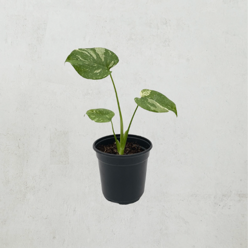 Variegated Monstera plant in black nursery pot