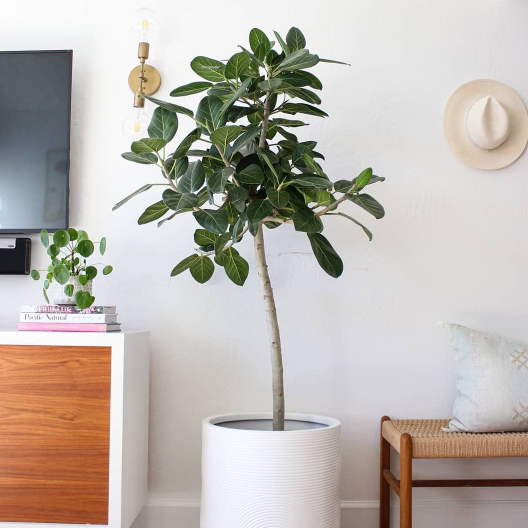 Ficus Audrey Sculptural 14in