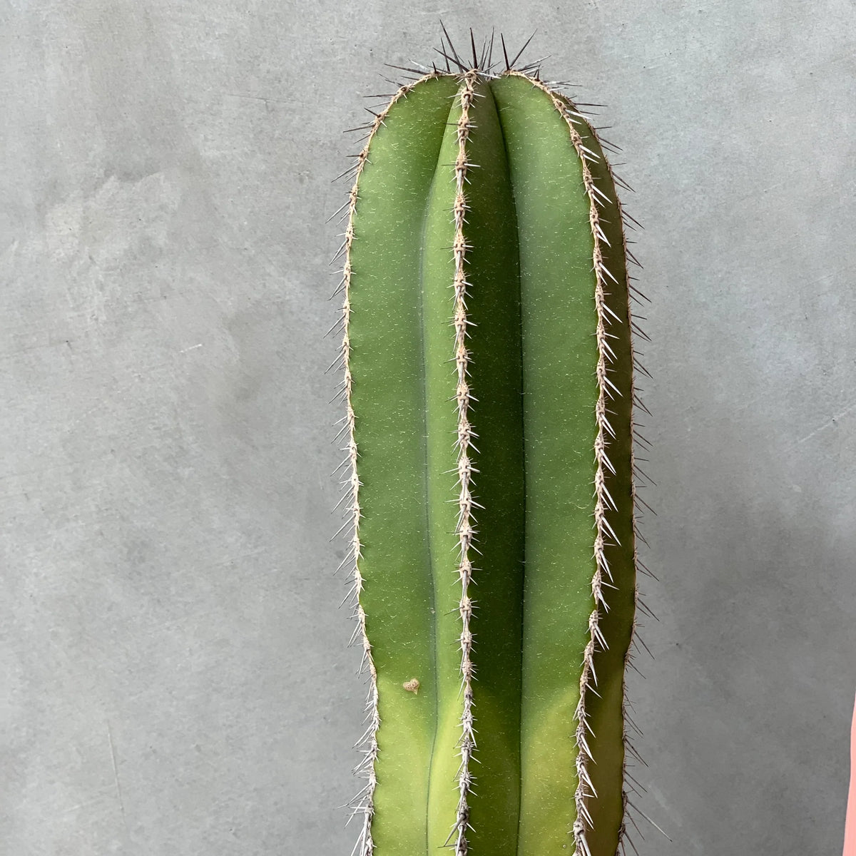 Fence Post Cactus