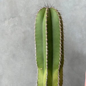 Fence Post Cactus