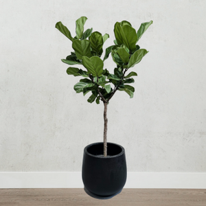 Fiddle Leaf Fig 10in