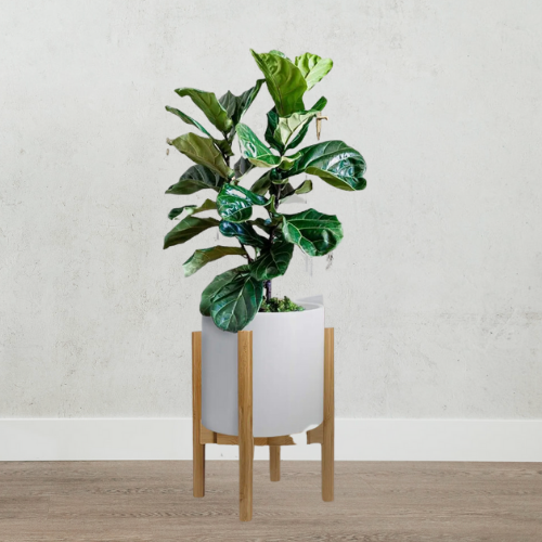 Bamboo Plant Stand