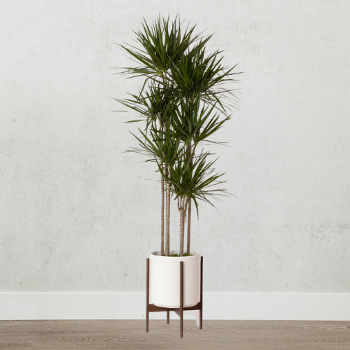 Dracaena Marginata - Dragon Tree