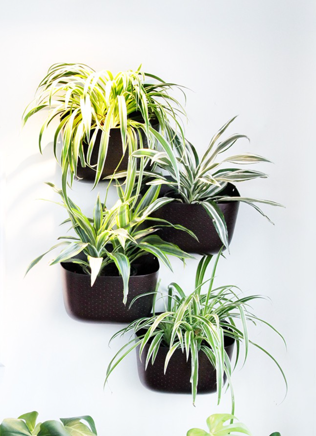 WALLYGROW ECO CHARCOAL