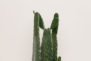 Opuntia Cactus 10in