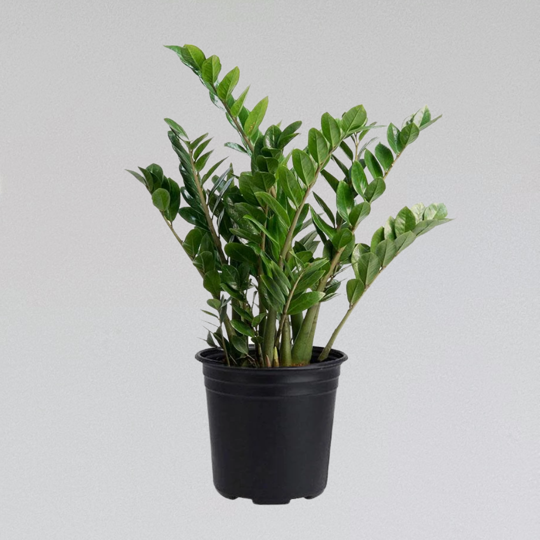 Dream Plants ٩(❛ᴗ❛)۶専用 Dream Plants ٩(❛ᴗ❛)۶専用