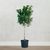 Ficus Moclame 12in