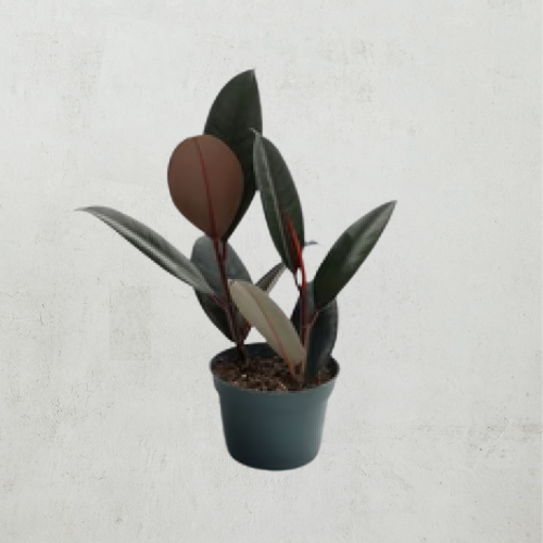 Rubber Tree Burgundy 6in