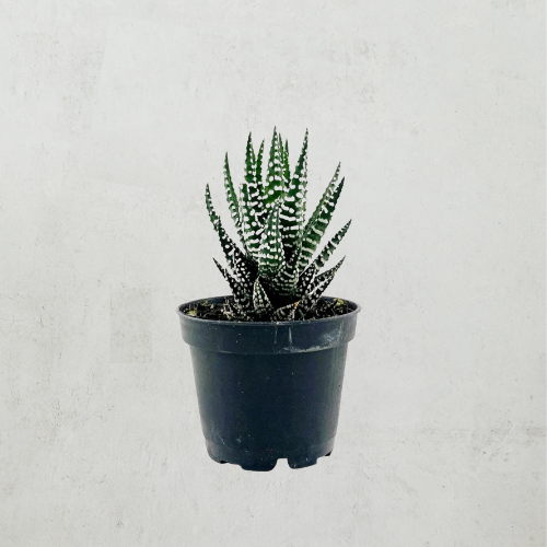 ZEBRA HAWORTHIA CACTUS 4IN