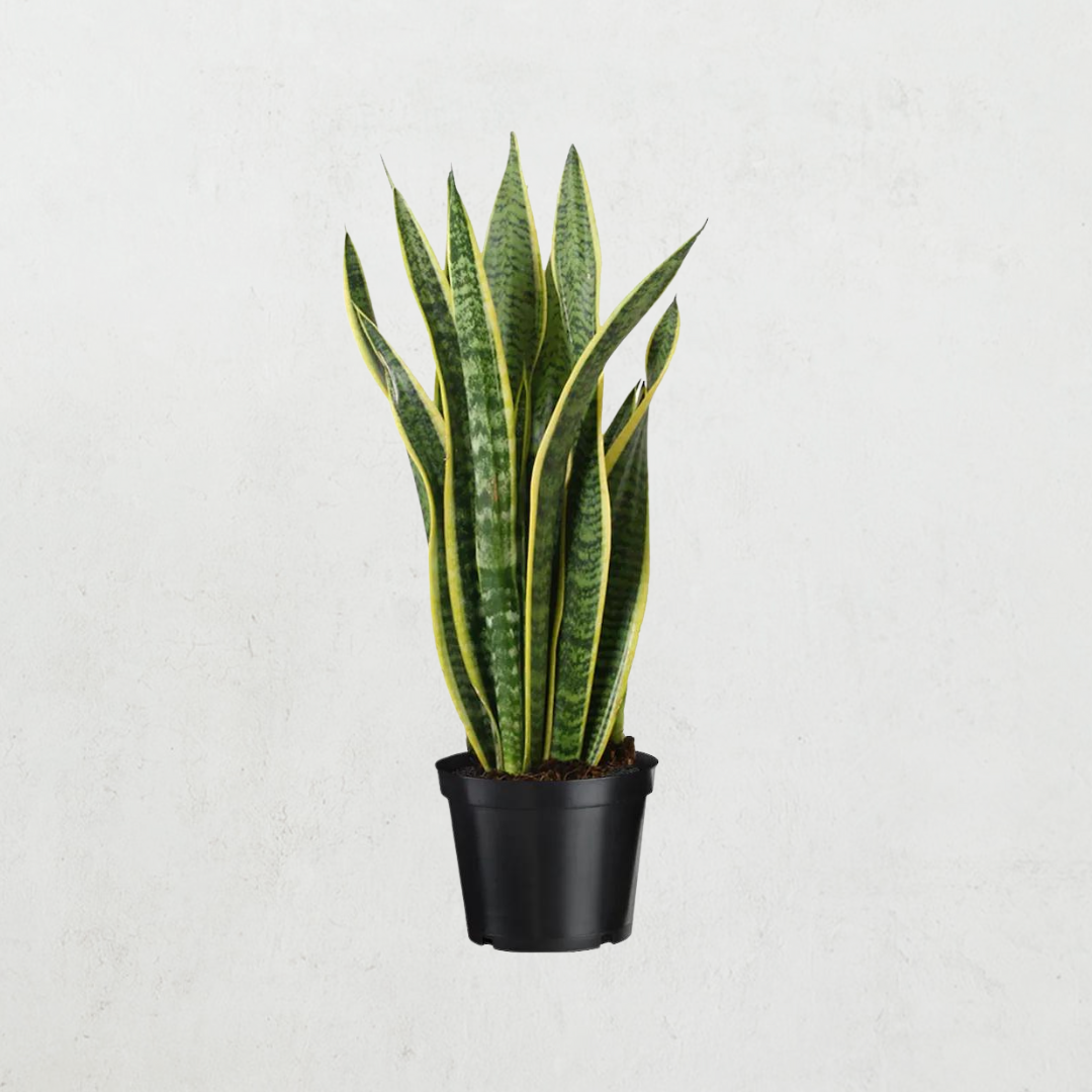 Snake Plant (Sansevieria Laurentii)