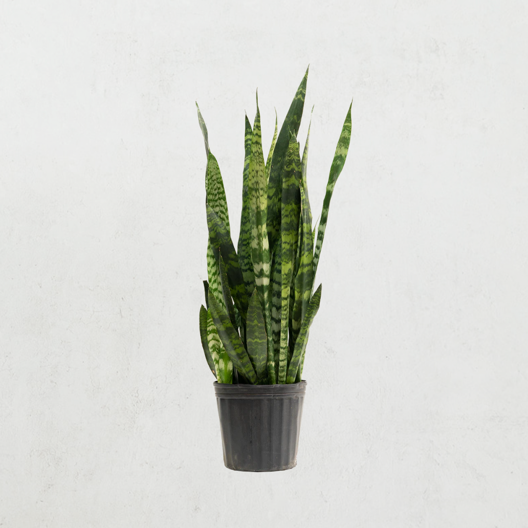 Snake Plant 10in (Sansevieria Zeylanica)