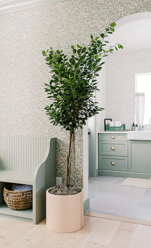 Ficus Moclame 12in